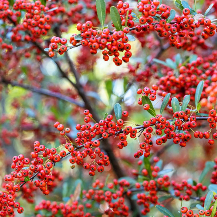 Firethorn Seeds - Scarlet