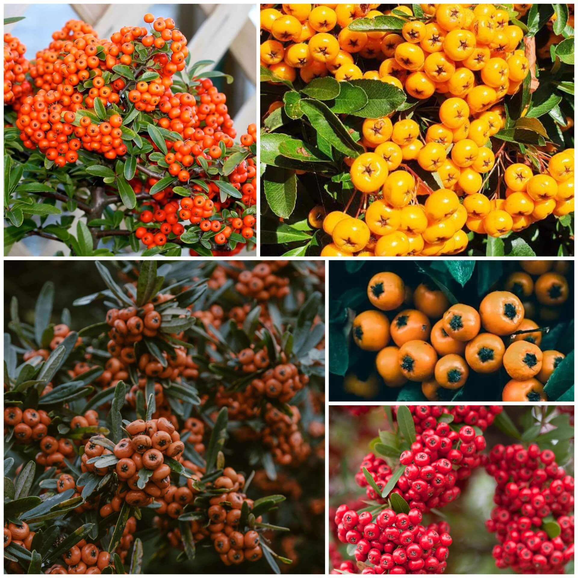 Firethorn Seeds - All In One For Home Gardens