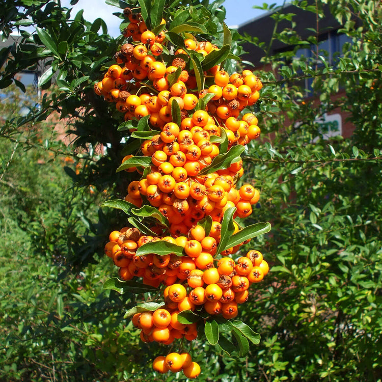 Firethorn Seeds - All In One For Home Gardens