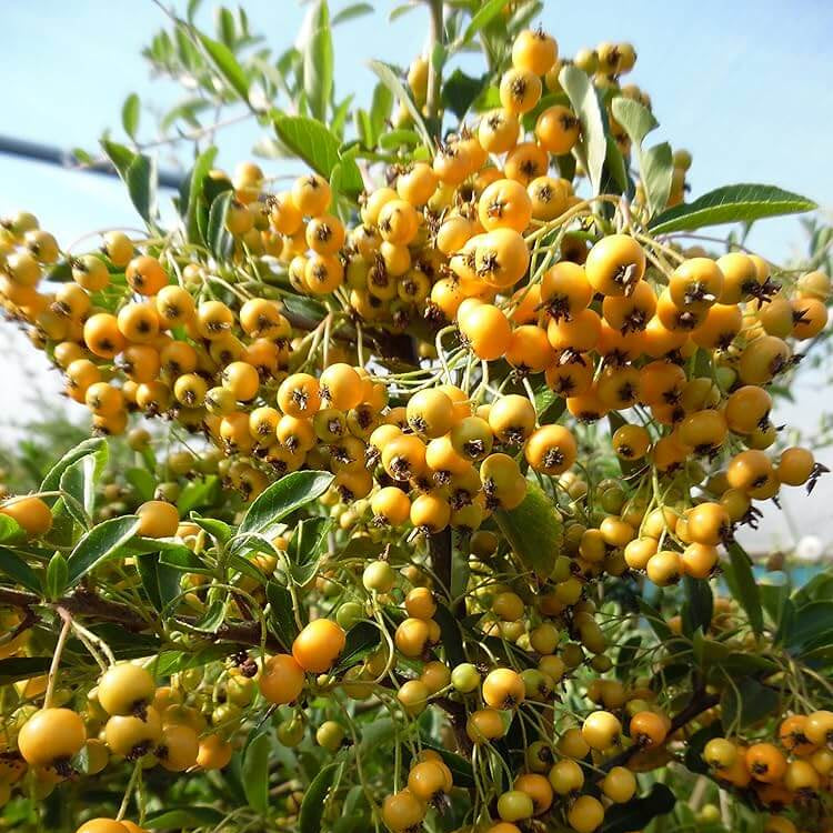 Firethorn Seeds - All In One For Home Gardens