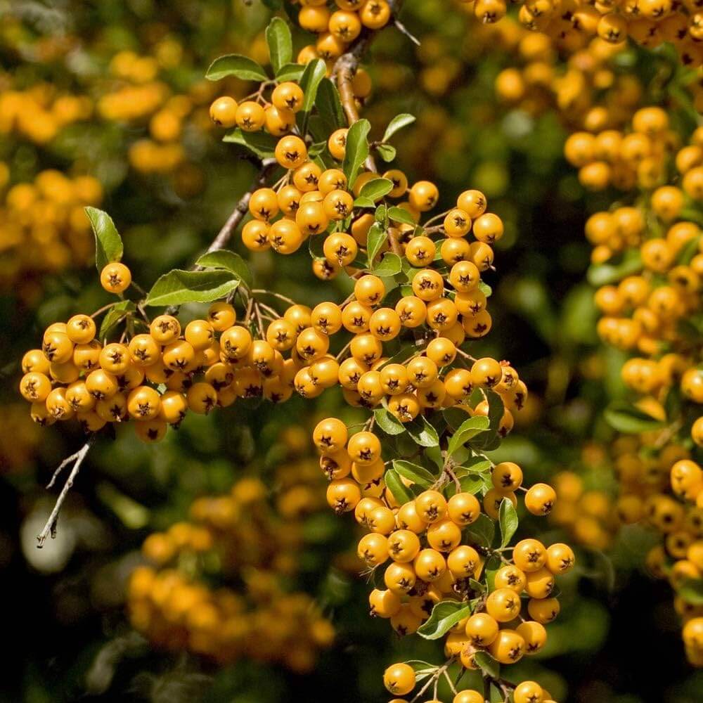 Firethorn Seeds - All In One For Home Gardens