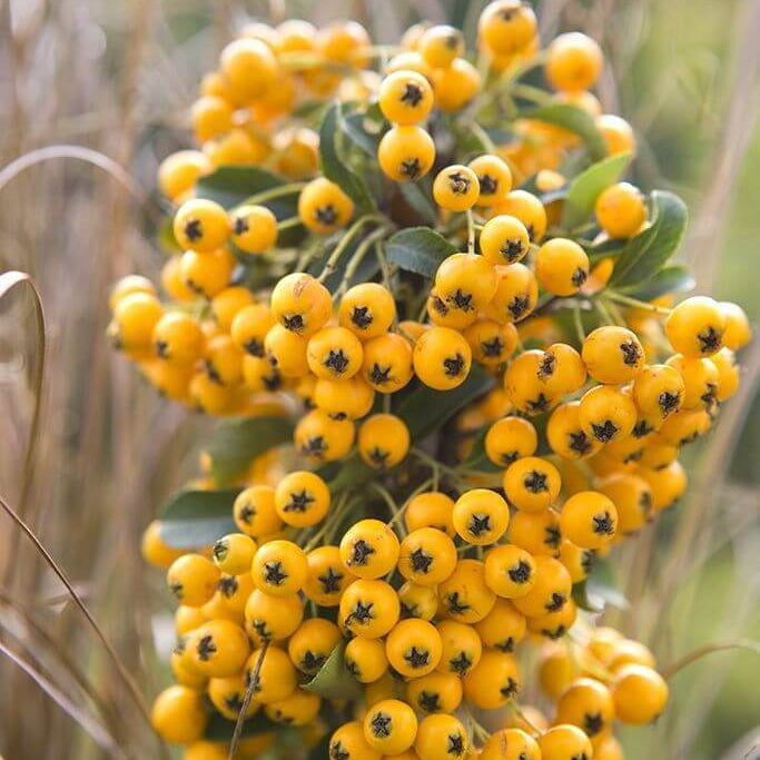 Firethorn Seeds - All In One For Home Gardens