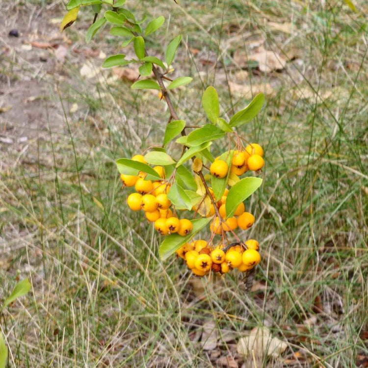 Firethorn Seeds - All In One For Home Gardens