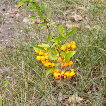 Firethorn Seeds - All In One For Home Gardens