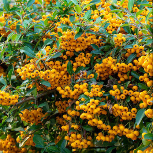 Firethorn Seeds - All In One For Home Gardens