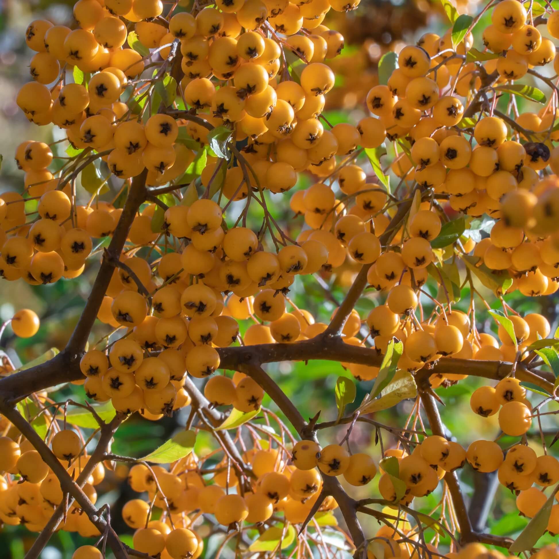 Firethorn Seeds - All In One For Home Gardens
