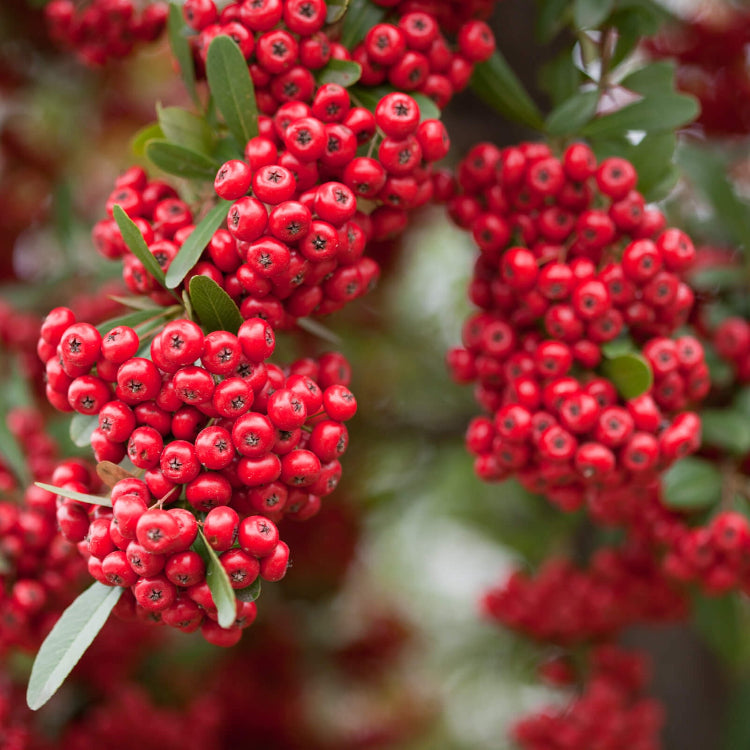 Firethorn Seeds - Red