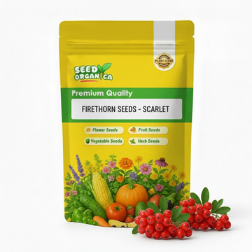 Firethorn Seeds - Scarlet