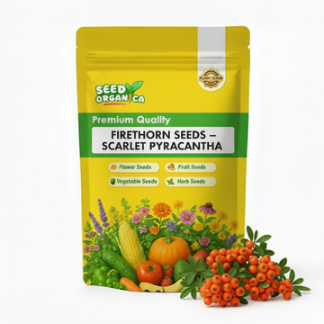 Firethorn Seeds – Scarlet Pyracantha