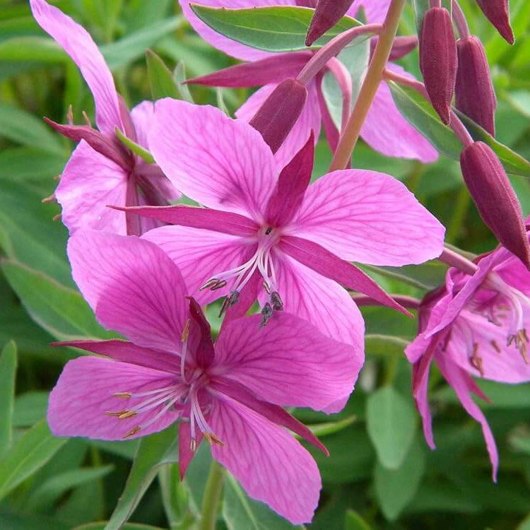Fireweed Seeds - Flower Plant for Home Gardens