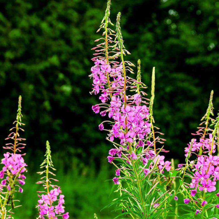Fireweed Seeds - Flower Plant for Home Gardens