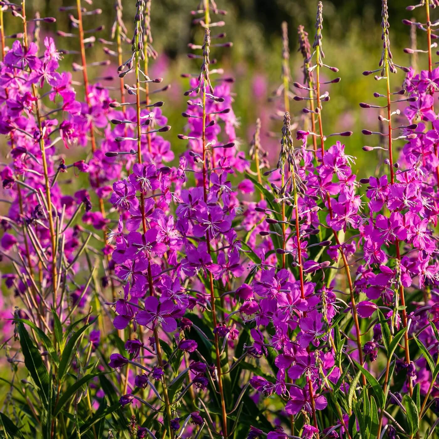 Fireweed Seeds - Flower Plant for Home Gardens