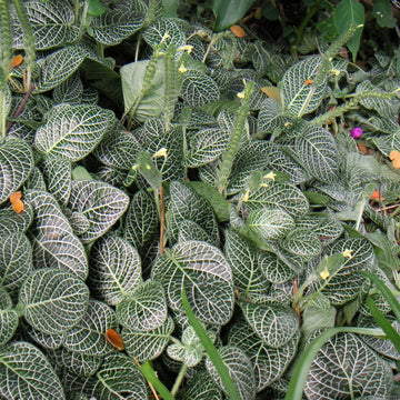 Fittonia Seeds – Albivenis
