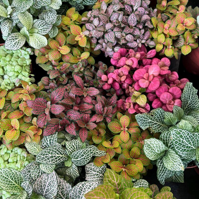 Fittonia Verschaffeltii Seeds - Flower Plant