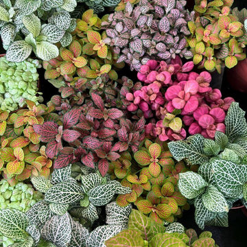 Fittonia Verschaffeltii Seeds - Flower Plant