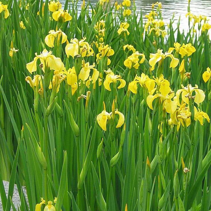 Flag Seeds – Wildflower Heirloom Mix
