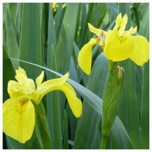 Flag Seeds – Wildflower Heirloom Mix
