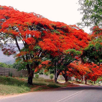 Flamboyant Flame Tree Seeds – Delonix Regia
