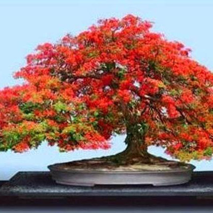 Flamboyant Flame Tree Seeds – Delonix Regia
