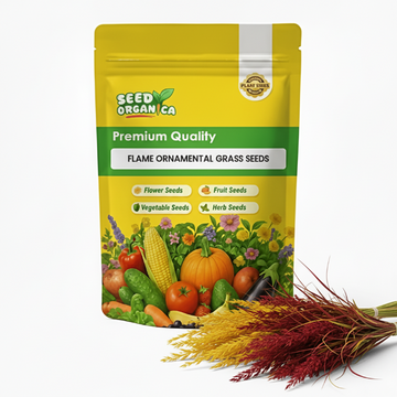 Flame Ornamental Grass Seeds