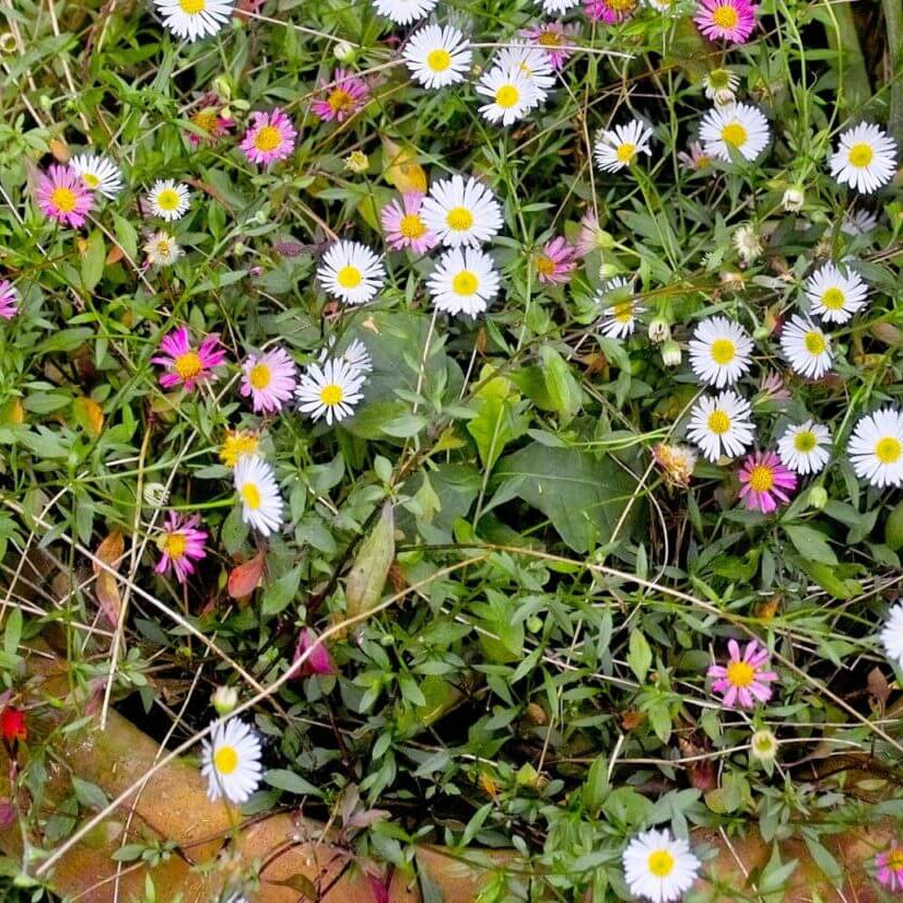 Fleabane Daisy Seeds