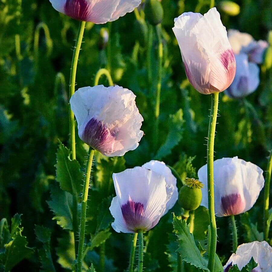 Floral Poppy Seeds