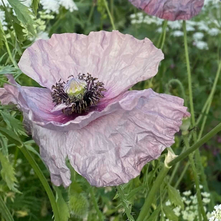 Floral Poppy Seeds