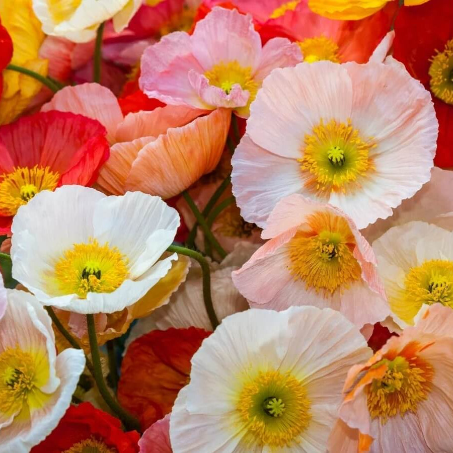 Floral Poppy Seeds