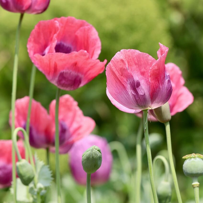 Floral Poppy Seeds