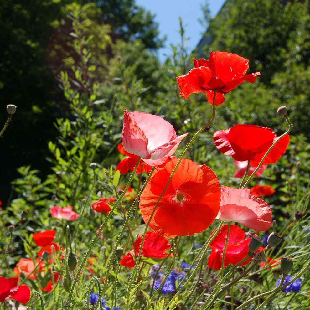 Floral Poppy Seeds