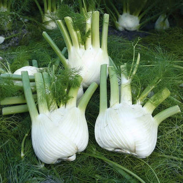 Florence Seeds - Green White