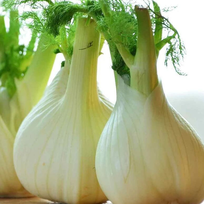 Florence Seeds - Green