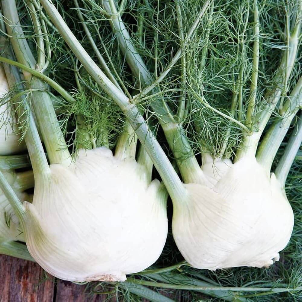 Florence Seeds - Green White