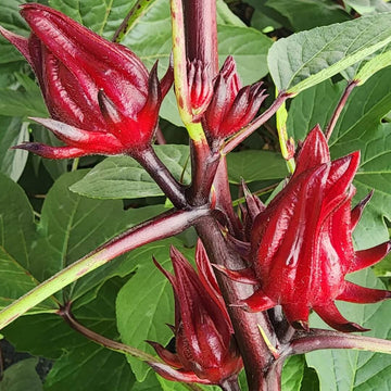 Florida Cranberry Seeds - Fruit Plnt