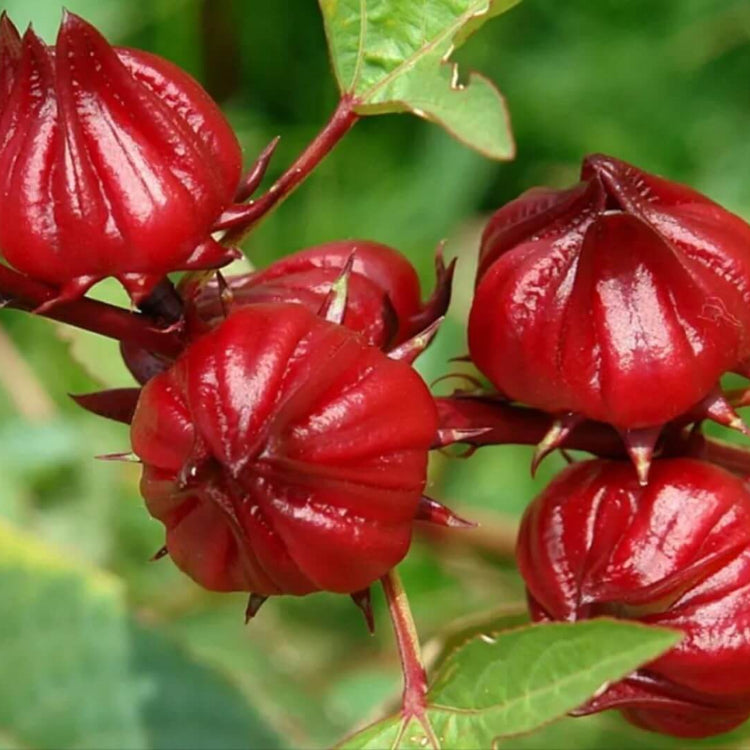 Florida Cranberry Seeds - Fruit Plnt