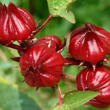 Florida Cranberry Seeds - Fruit Plnt