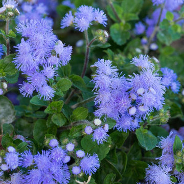 Floss Seeds – Assorted
