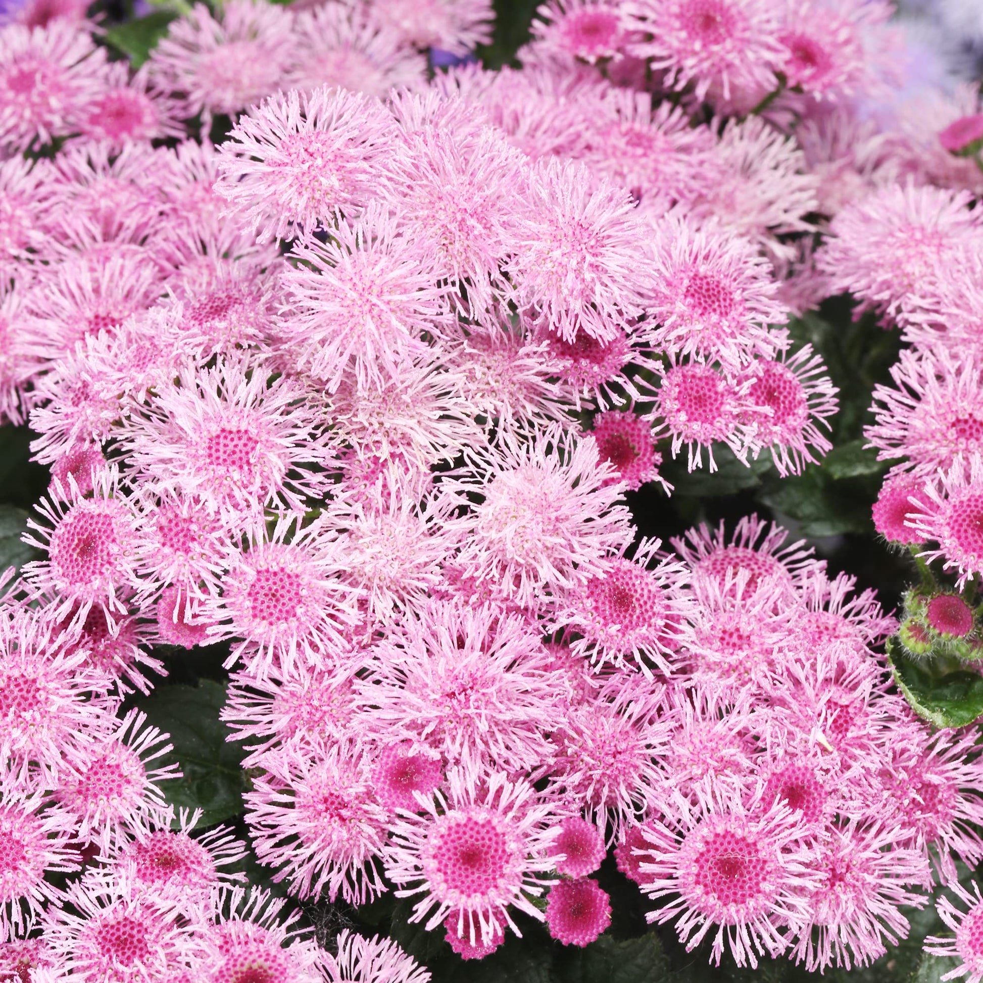 Floss Seeds – Pink
