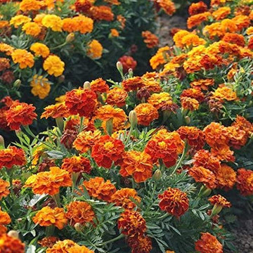 Marigold Seeds – French Fireball