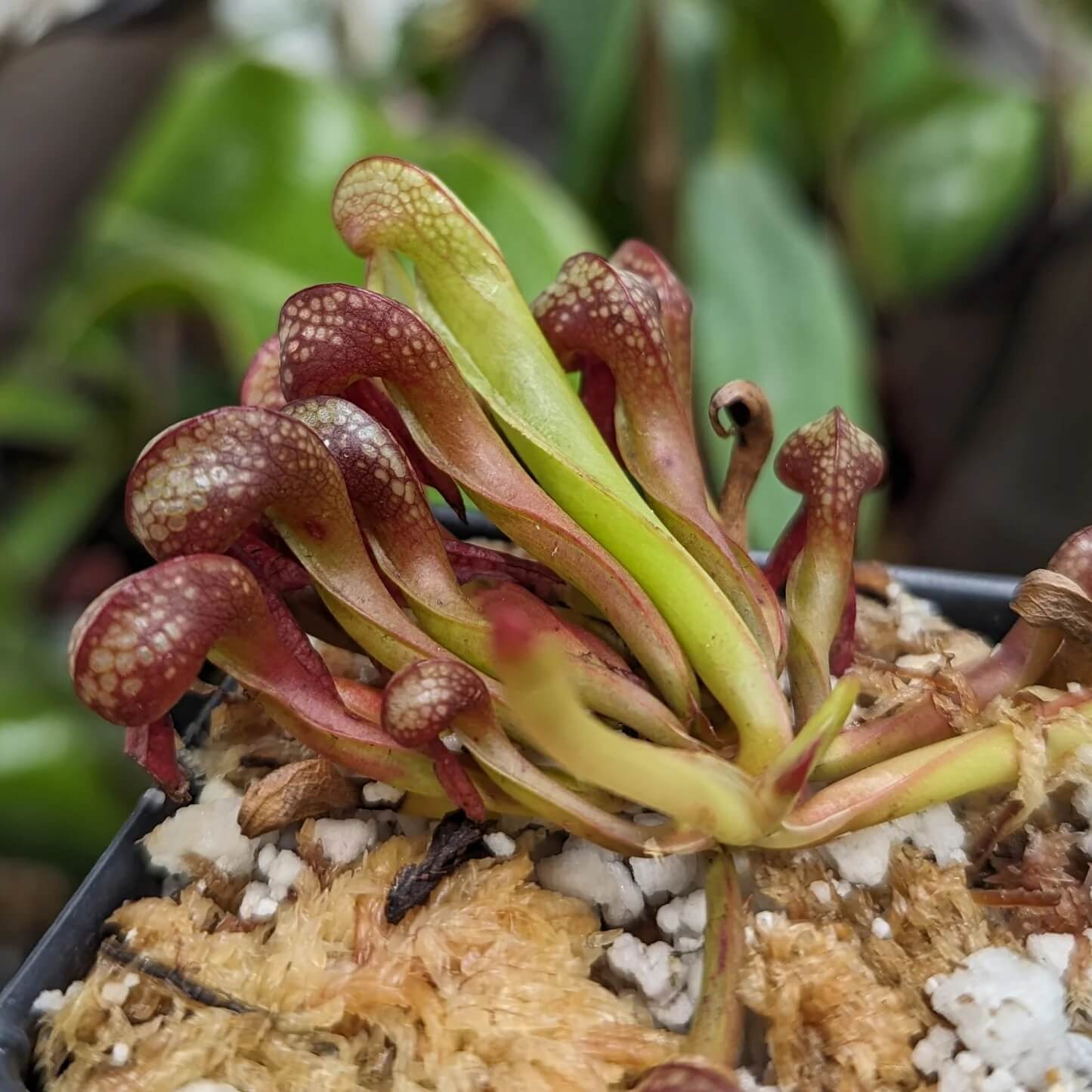 Fly Eating Plant Seeds