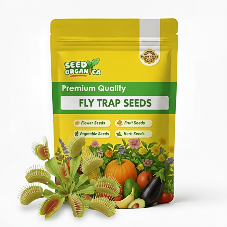 Fly Trap Seeds