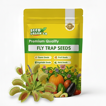 Fly Trap Seeds