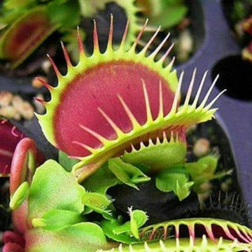 Fly Trap Seeds
