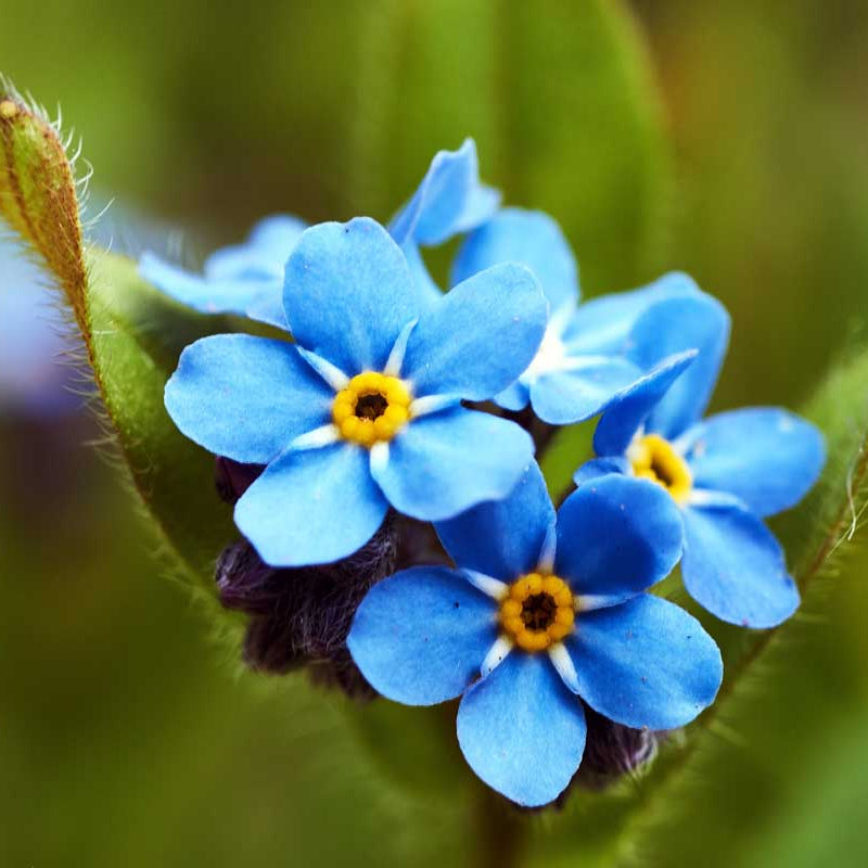 Forget-Me-Not Seeds – Classic Blue
