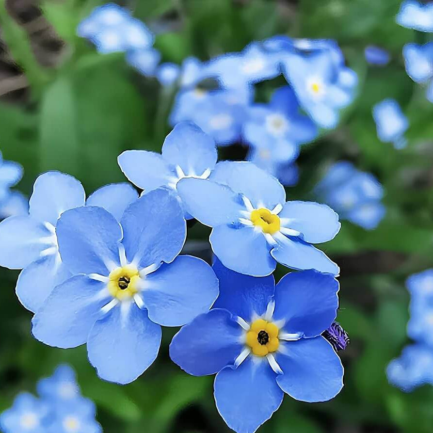 Forget-Me-Not Seeds - All In One For Home Gardens