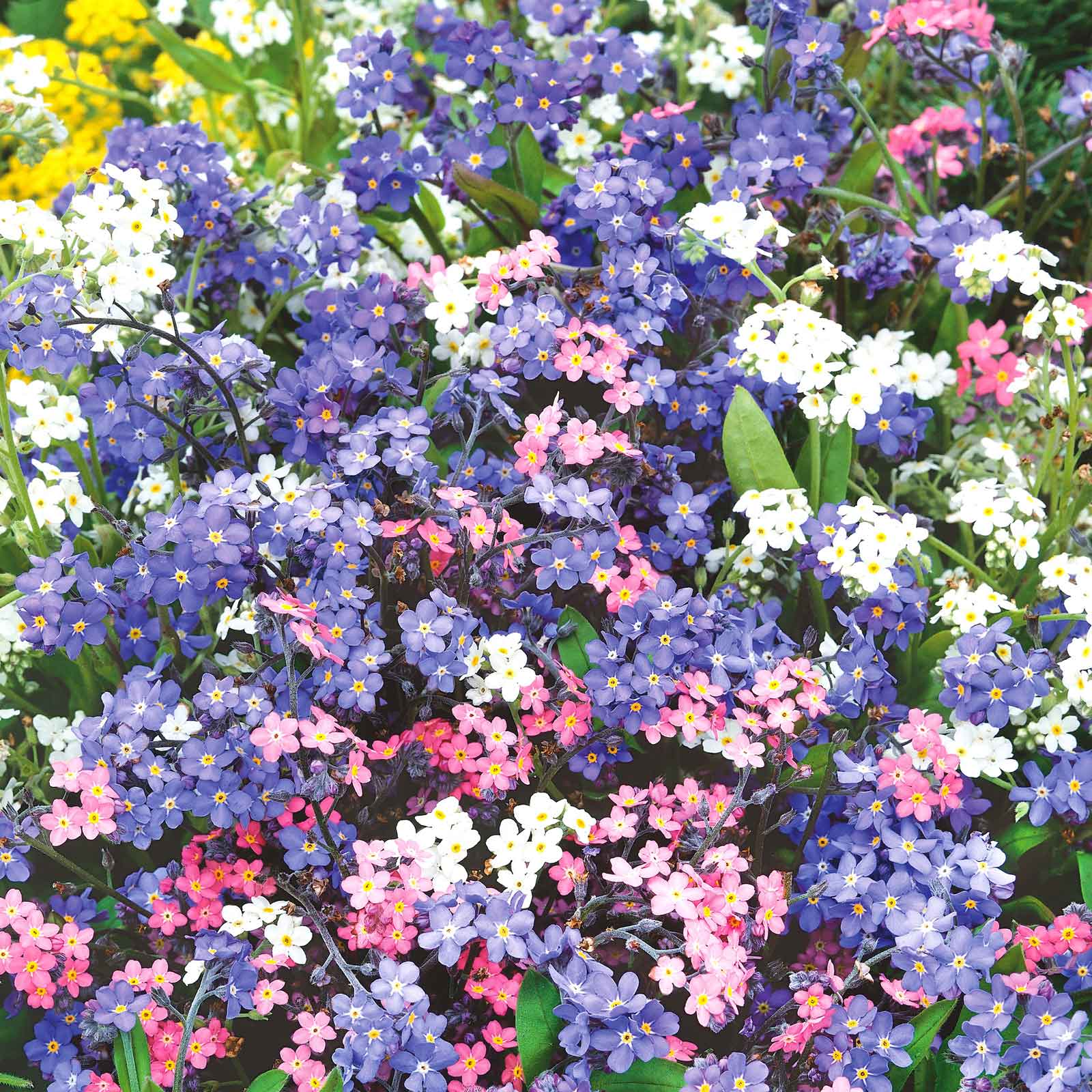 Forget-Me-Not Seeds - All In One For Home Gardens