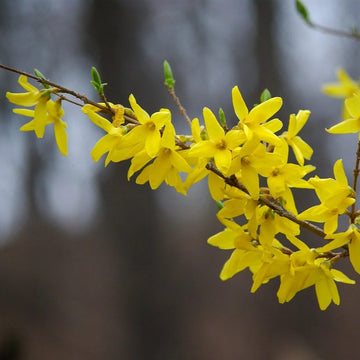 Forsythia Seeds – Heirloom Wildflower
