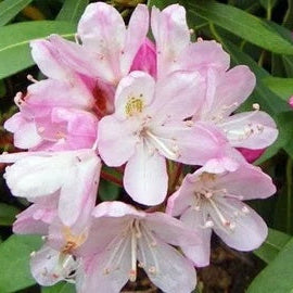 Forsythia Seeds – Pink