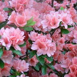 Forsythia Seeds – Pink