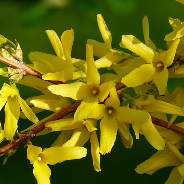 Forsythia Seeds - All In One For Home Gardens